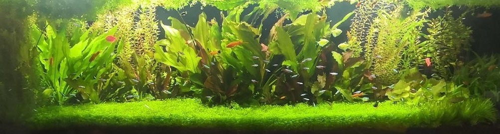 Коврик, организованный Хемиантусом. Фото: Максим Плешков, г. Альметьевск