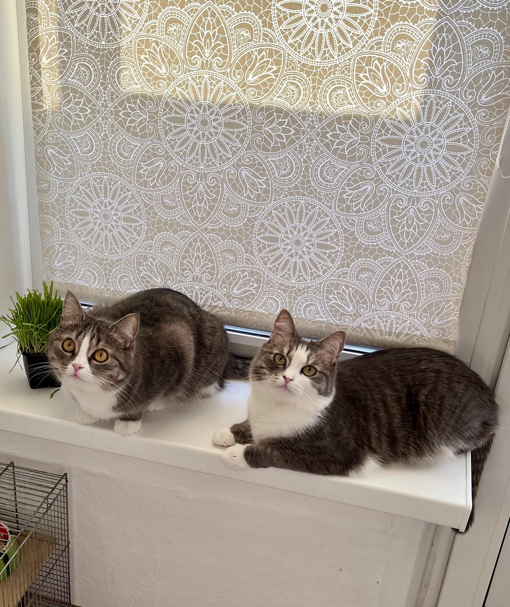 Кошечки Оливия и Мия, стерилизованные до первой течки 