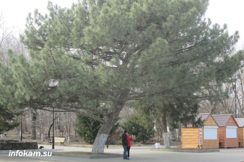    Сосна крымская - прекрасное украшение старого парка