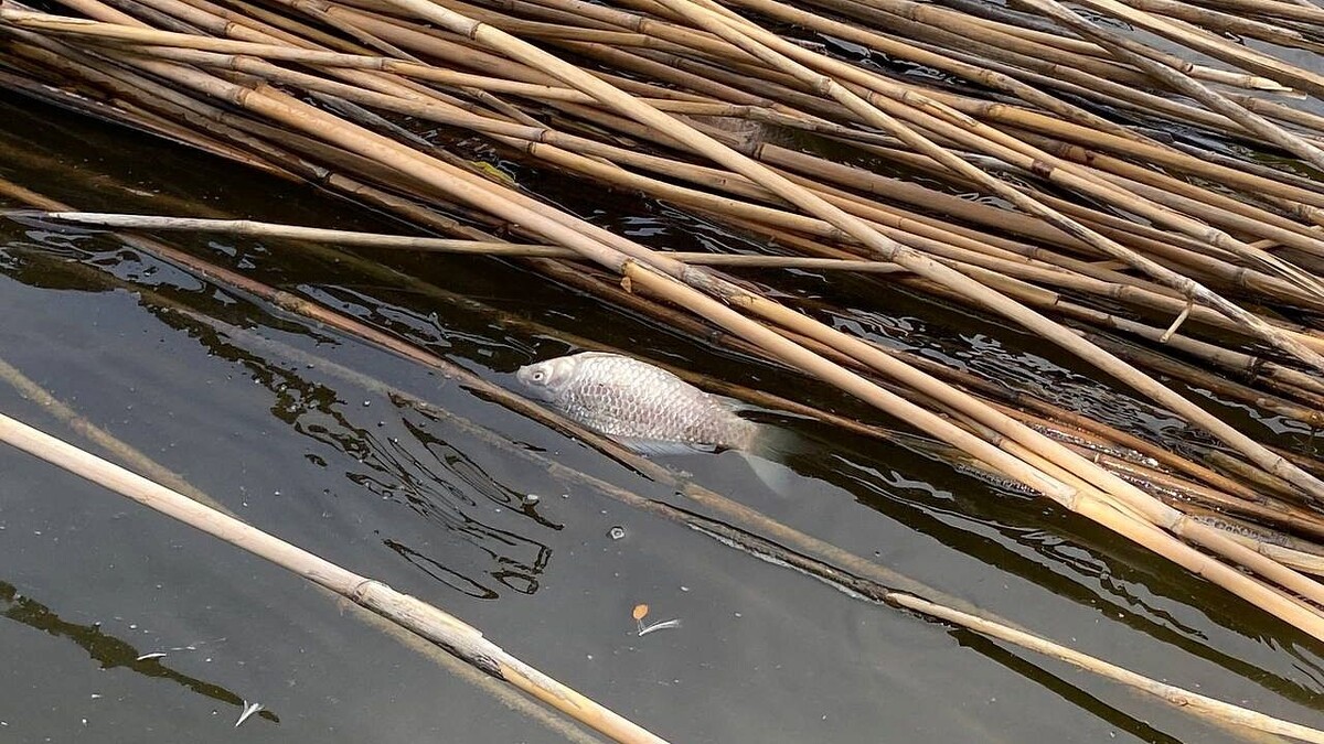   Фото: архив телеканала «Краснодар»