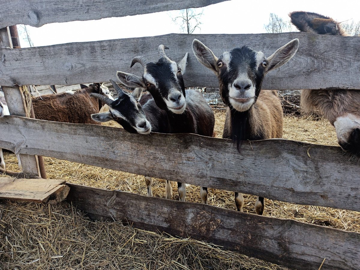 Девочки мои, как соскучились!