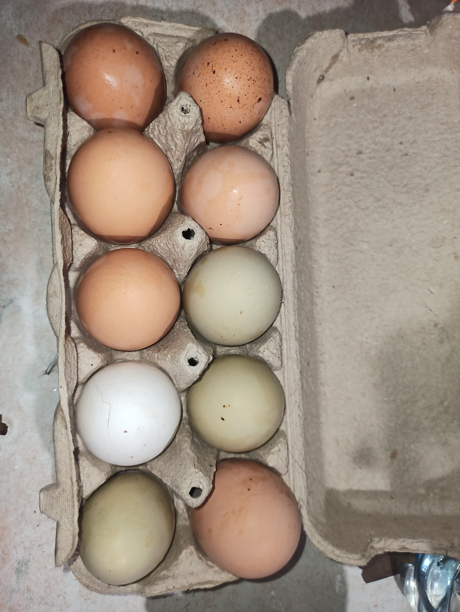 Пока, как видите, ни чего критичного, но из десятка только 4 яйца крупные