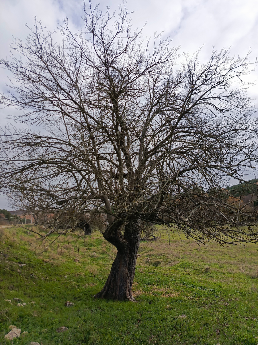 Сколько лет этой - неизвестно.