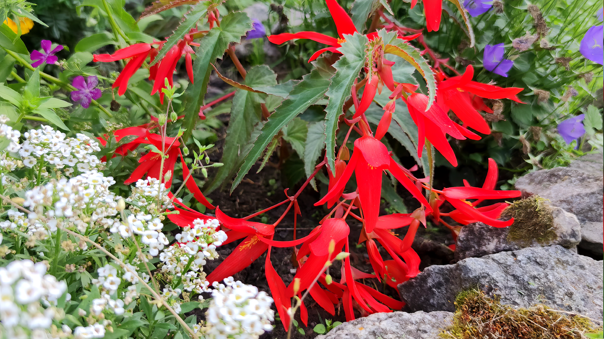 Бегония Санта-Круз.