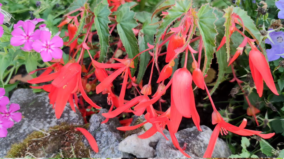 Бегония Санта-Круз.