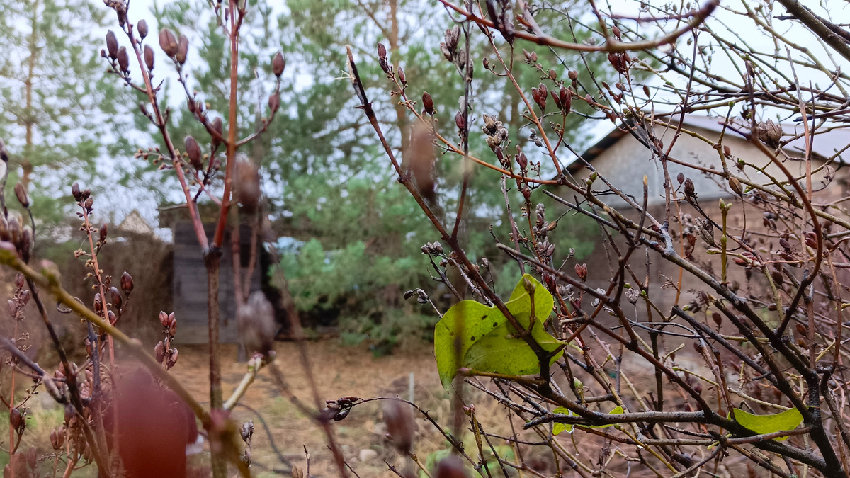 Сейчас уже осень, и листья с куста сирени облетели. А весной и летом довольно симпатично. Если найду фотографии - поделюсь:)