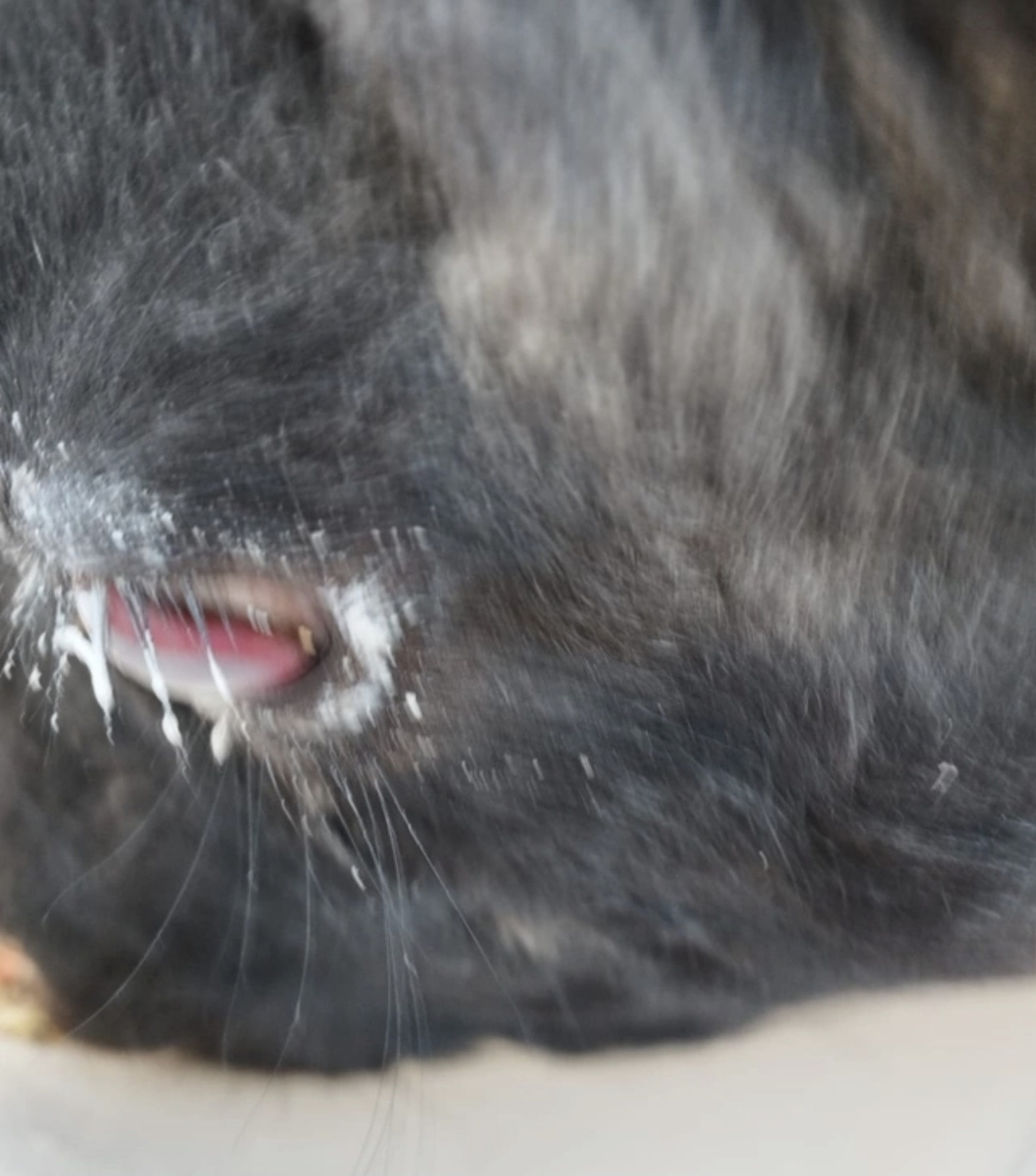 Фото любезно предоставлено владельцем животного