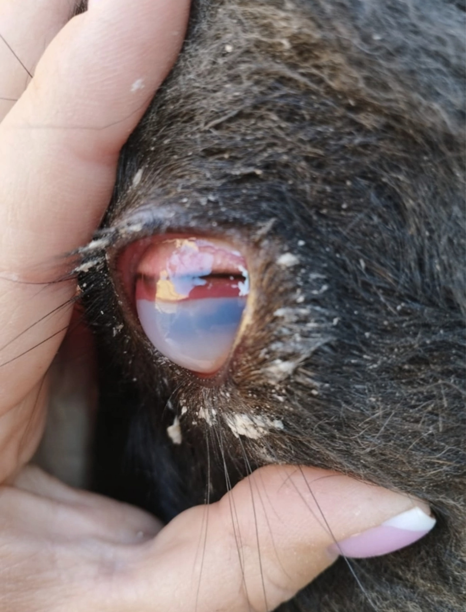 Фото любезно предоставлено владельцем животного