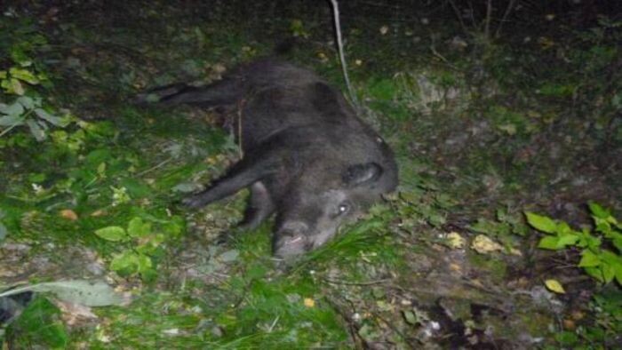 Источник фото: Телеграмм-канал "Че по Ростову?"