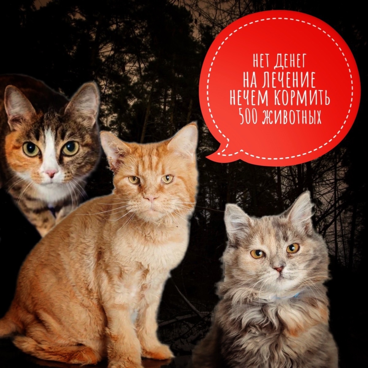 Срочный "день стольника" в большом приюте "Омские хвостики"