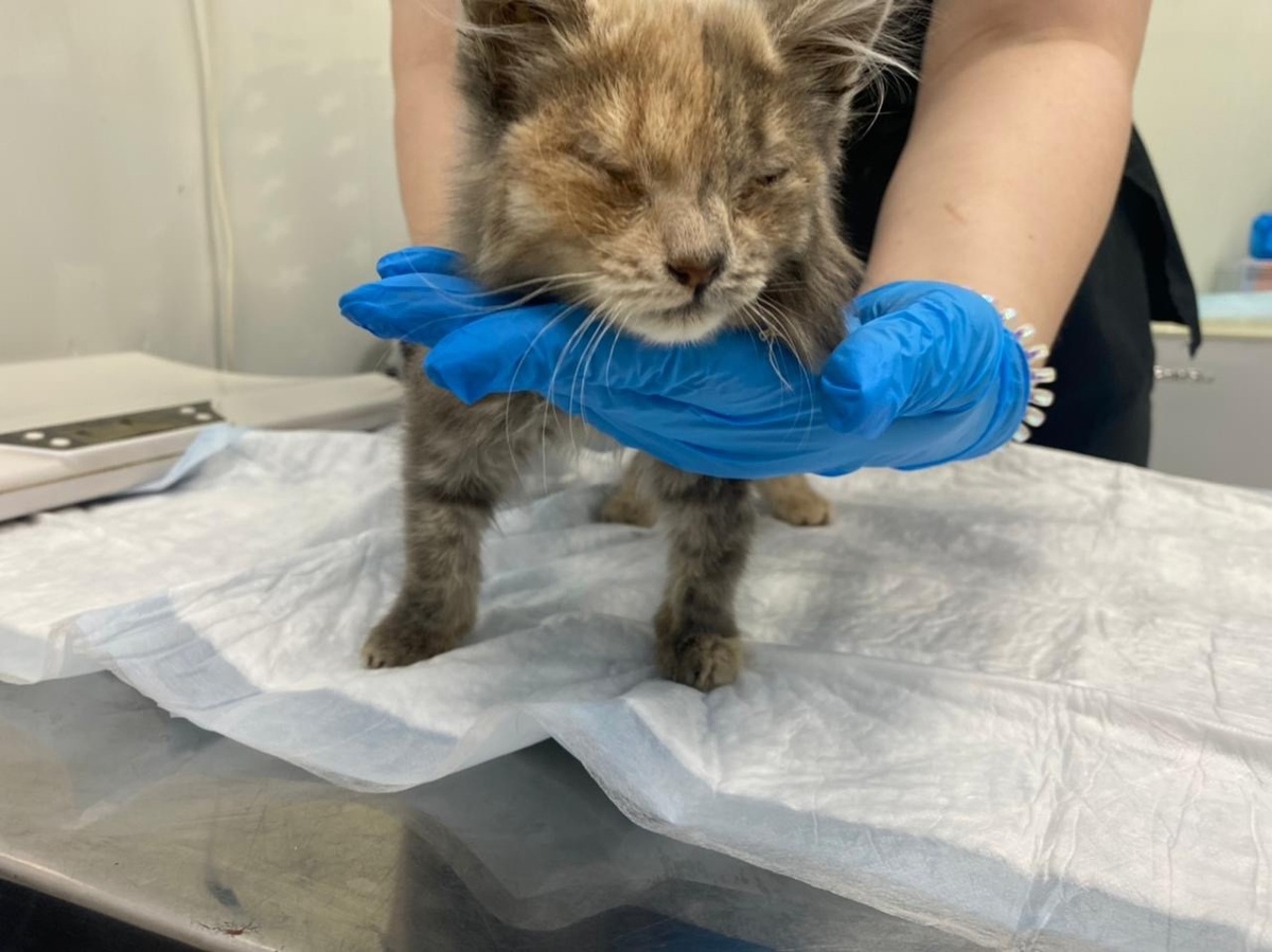 Этим животным необходима помощь прямо сейчас!