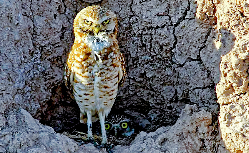 Снимок: imgur.com