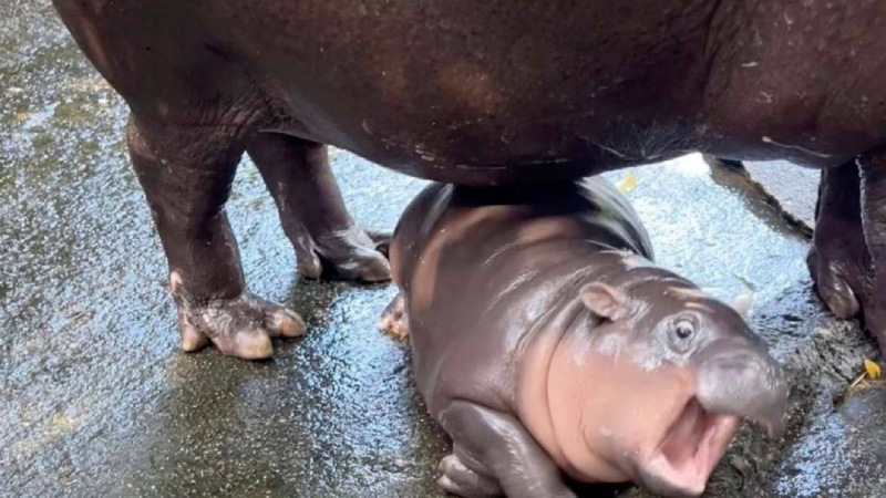    Му Денг / dv.ysia.ru