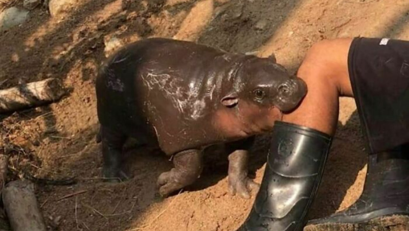    Му Денг / pinterest.com