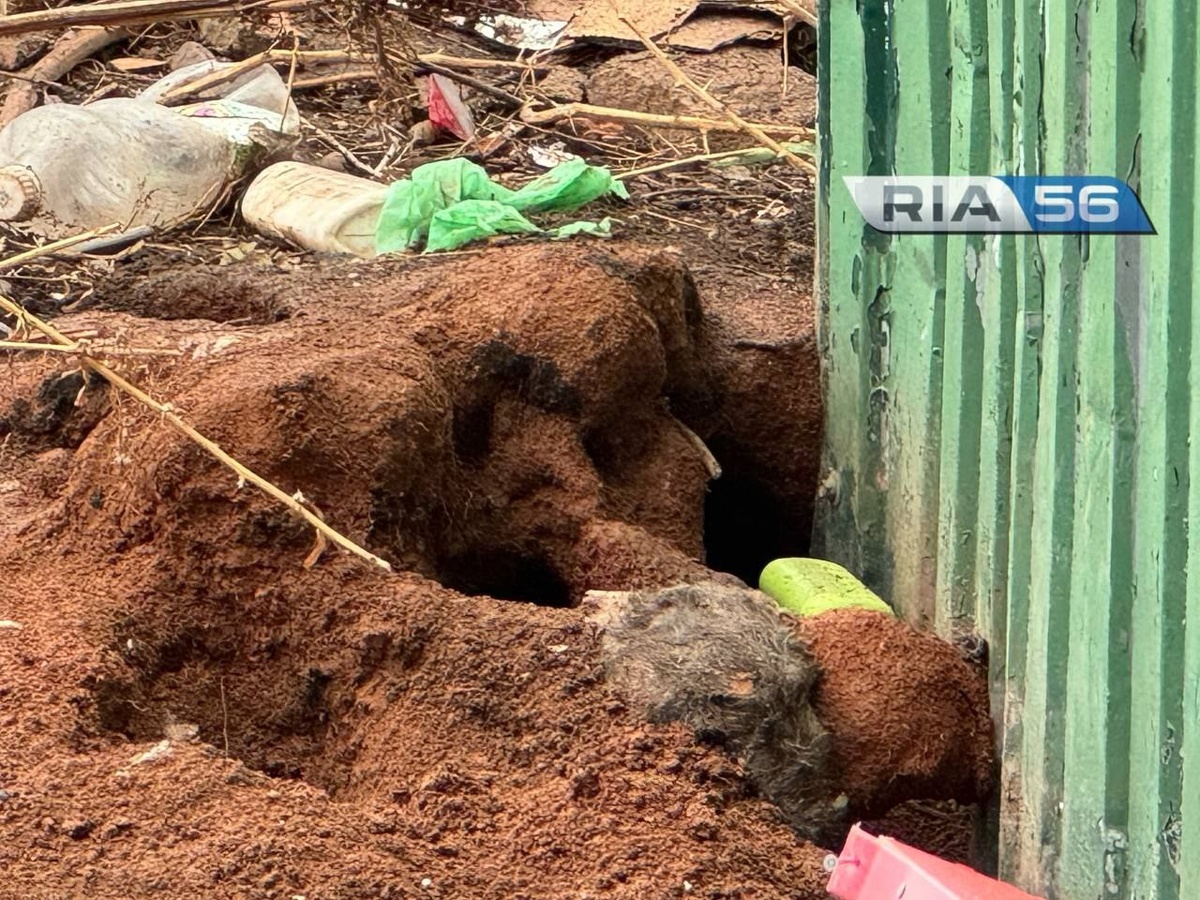    Крысы в городе. Как в Оренбурге борются с грызунами, атаковавшими мусорные площадки Андрей Севостьянов