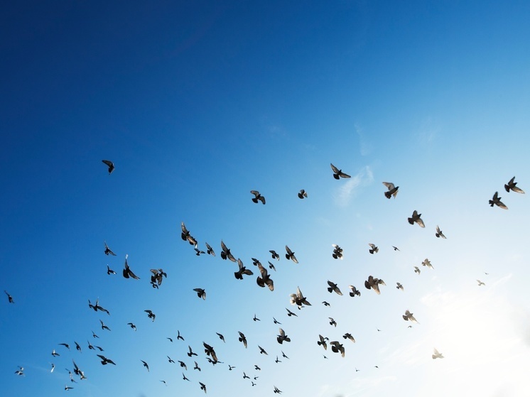     Фото: pxhere.com