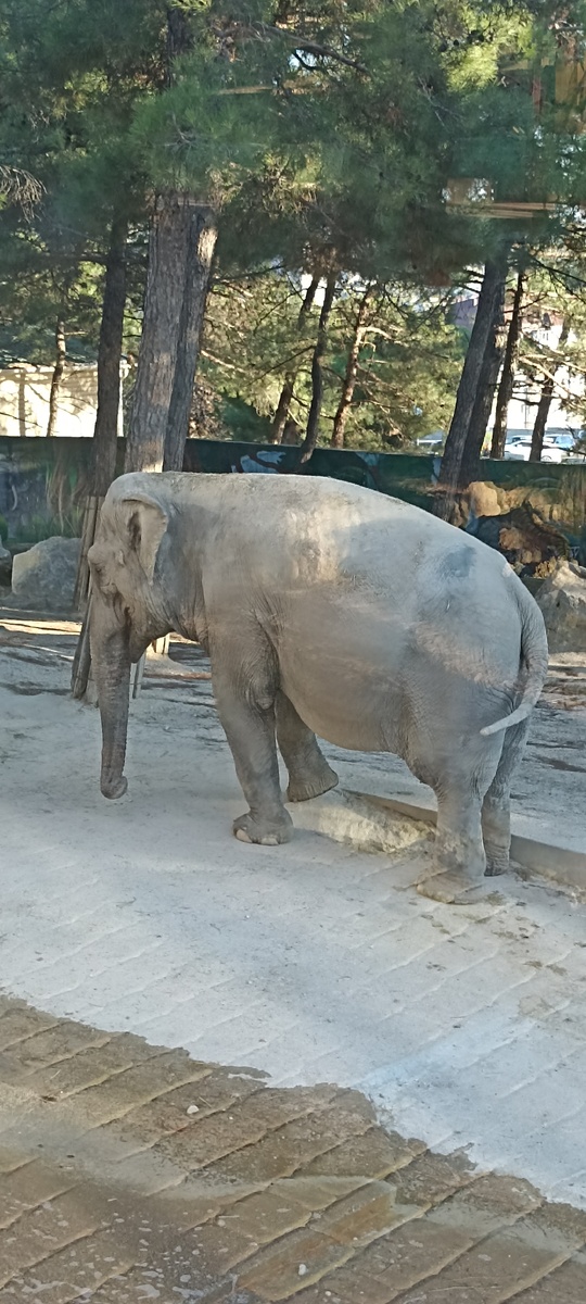 Вальеры чистые, животные ухоженные