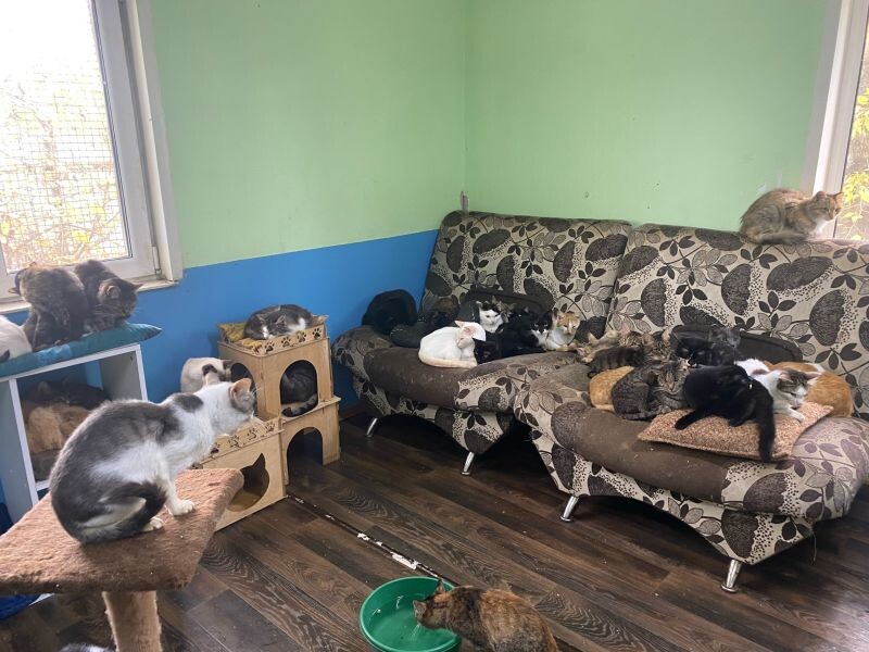 Фото: из архива приюта «Кот и пес» 