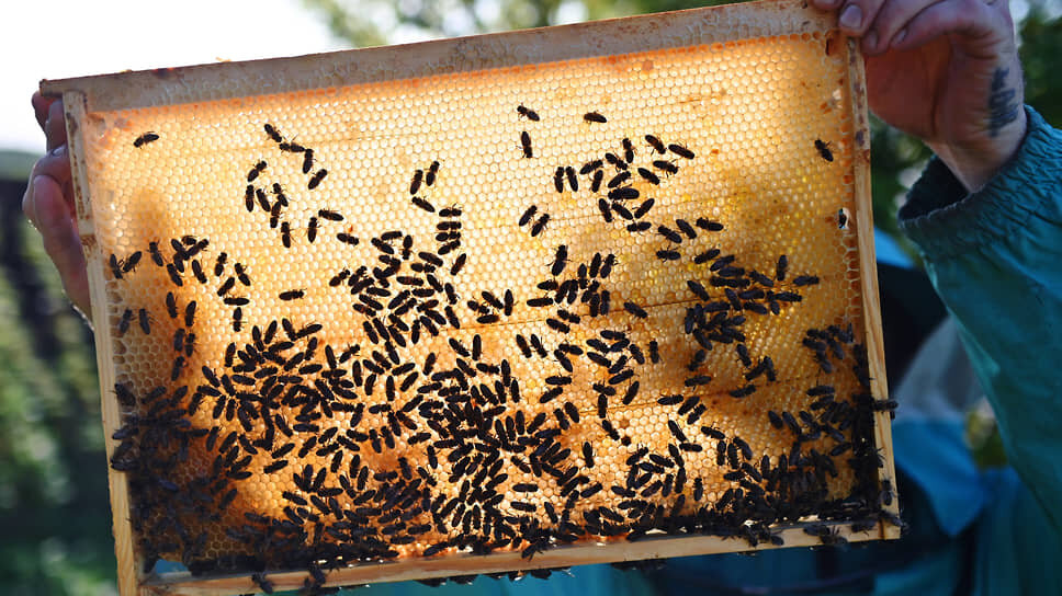 Фото: Алексей Мальгавко / Коммерсантъ