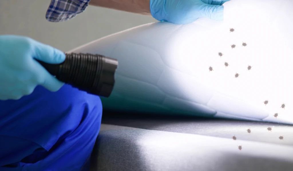 Всё о постельных клопах:что это такое и как с ними бороться