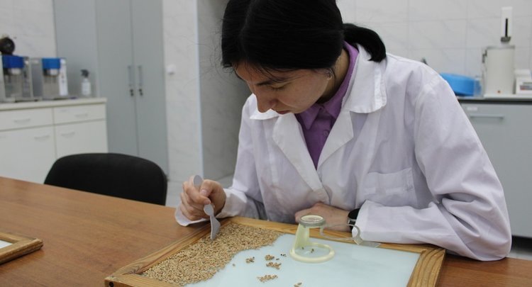    В Татарстане объем проверенного на фузариоз зерна увеличился в 6 раз