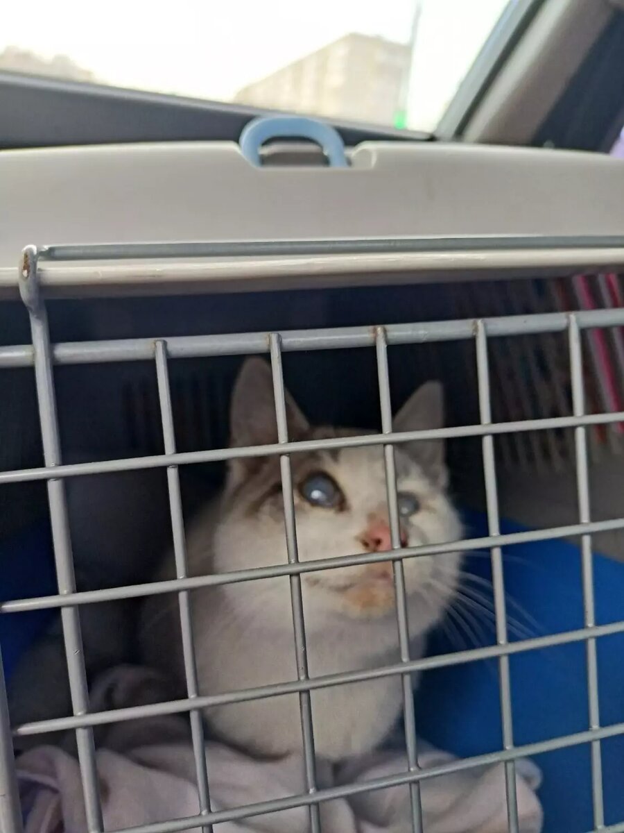     Источник: ZooHelp г. Бердск (помощь животным)