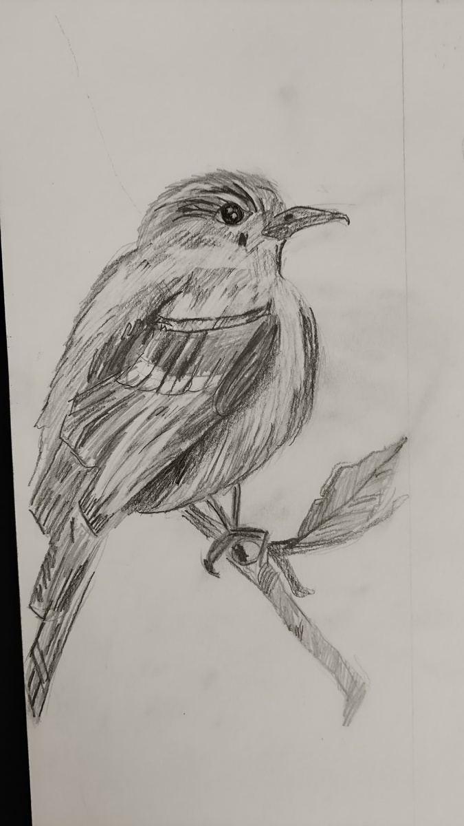 Фотография автора, рисунок сына.