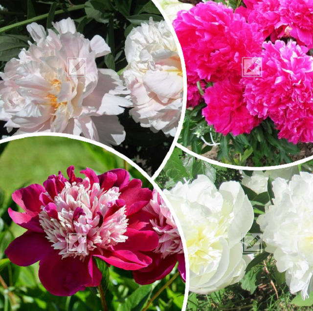 коллаж выполнен автором