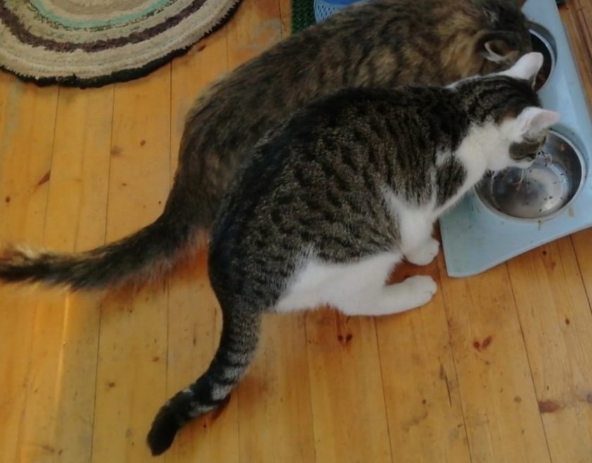    Чёрно-белый пушистик отзывается на имя Масян