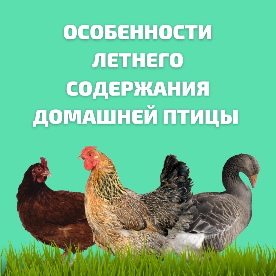 Как помочь птице перенести жару.