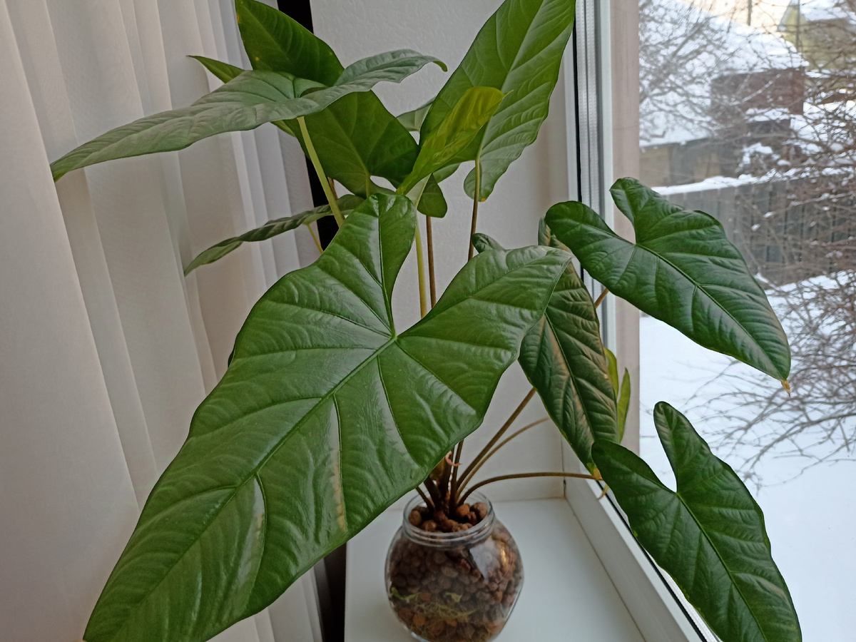 Алоказия Корасон в керамзите