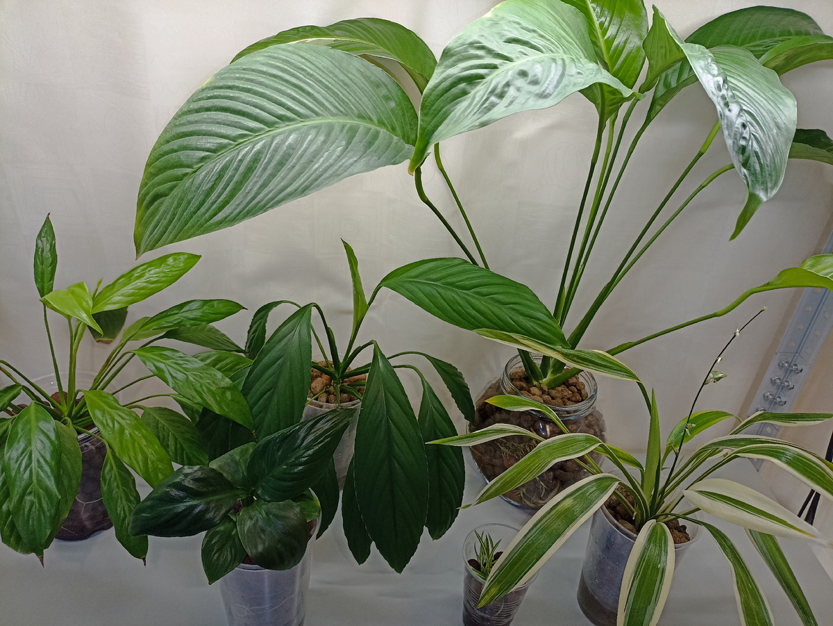 Спатифиллумы и хлорофитум в керамзит на полугидропонике