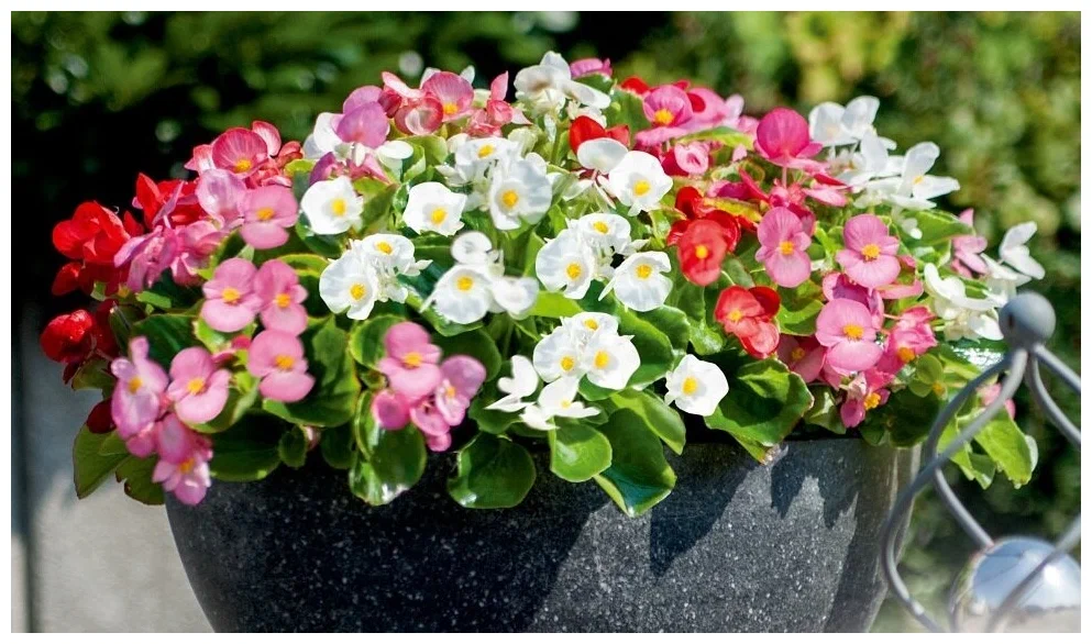 Фото вечноцветущих бегоний с Яндекс Маркета