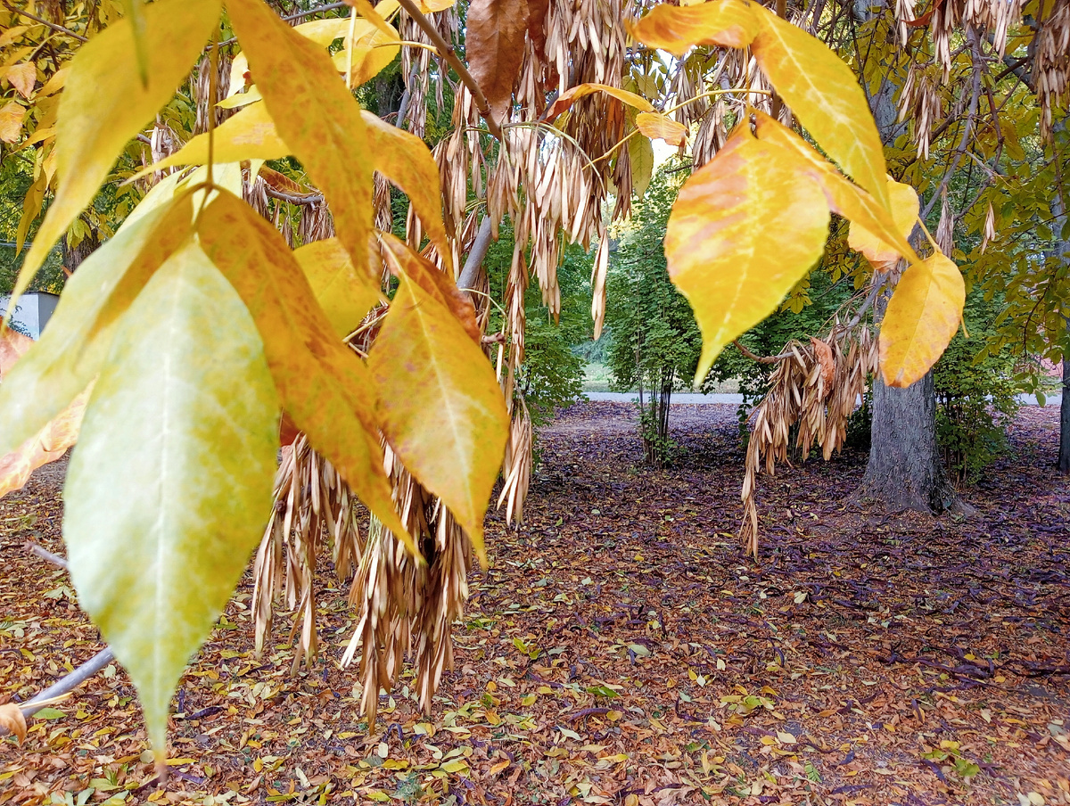 До Нового Года остается 42 дня....