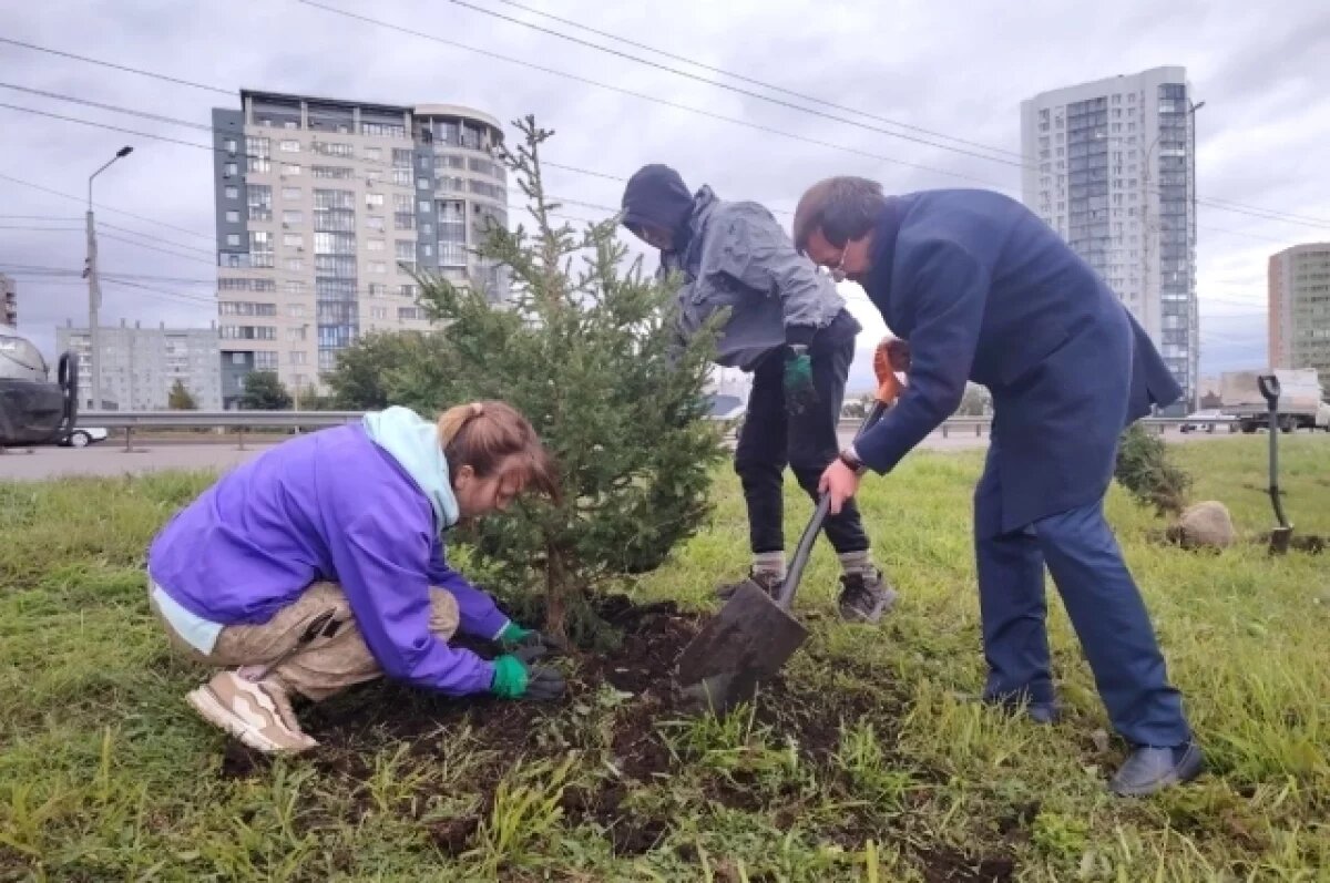    Почти 26 тысяч деревьев высадили в Красноярске в 2024 году