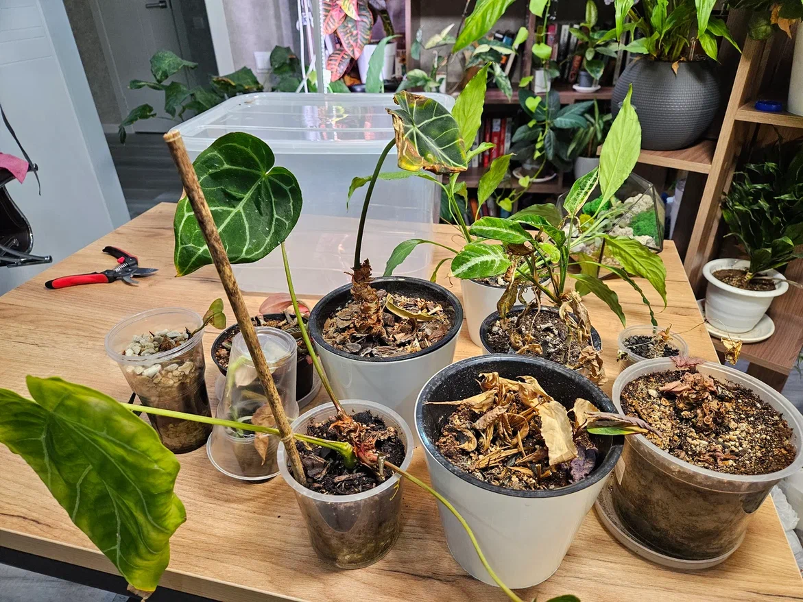 Примерно так выглядели мои "рожки да ножки"