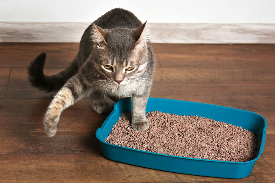 источник фото: https://img.gazeta.ru/files3/815/16427815/shutterstock_600979436-pic_32ratio_900x600-900x600-87830.jpg