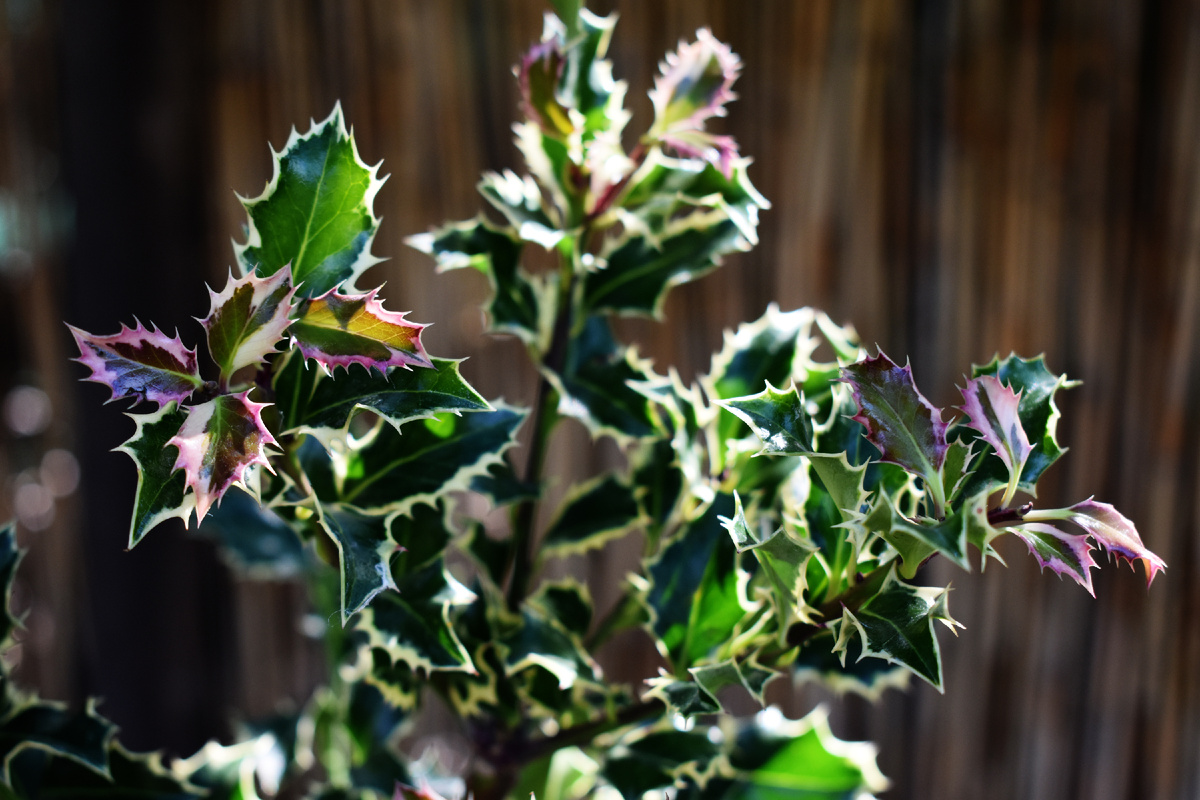 Красивые приросты и колючки у падуба "Сильвер Квин"