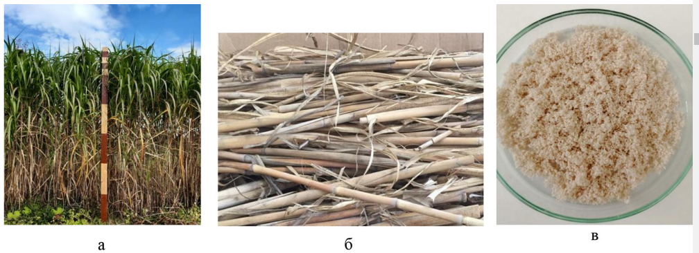 1. Фотографии: а – мискантус гигантский на плантации; б – исходное сырье мискантуса гигантского до измельчения для получения ТЦ; в – образец ТЦ, выделенный азотнокислым способом из мискантуса гигантского. Источник фото: cyberleninka.ru