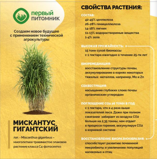Свойства технической культуры "Мискантус Гигантский". Источник фото: ООО "Первый питомник"