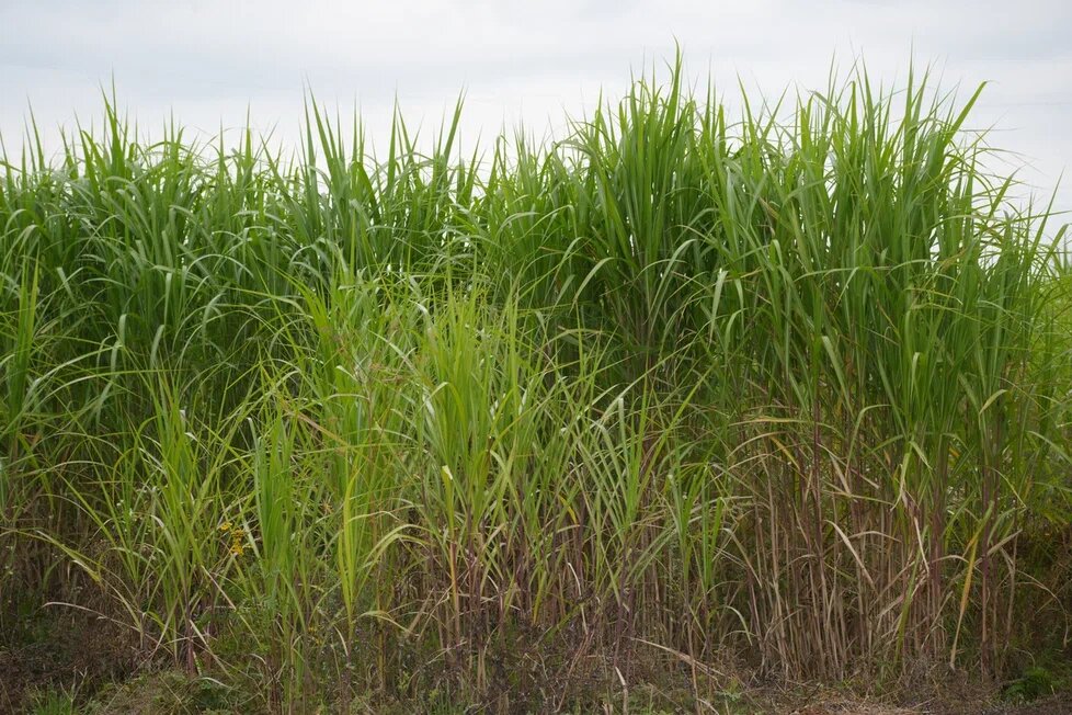 Мискантус гигантский и его свойства. Источник фото: "Первый Питомник"