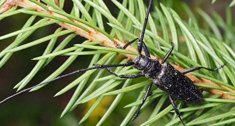    Чем так опасен черный усач для лесоводства