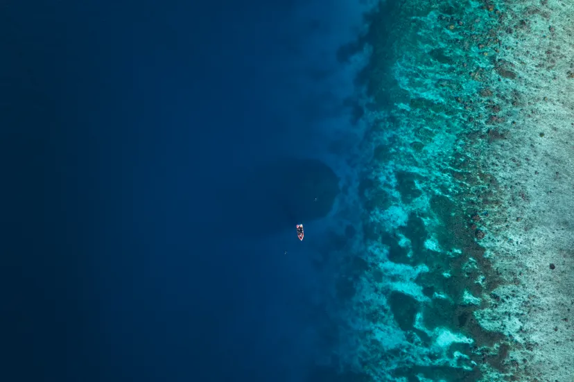 Вид сверху на недавно обнаруженный «мега»-коралл на Соломоновых островах.