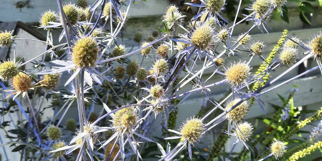 Очень оригинально. 5 необычных цветов в моем саду