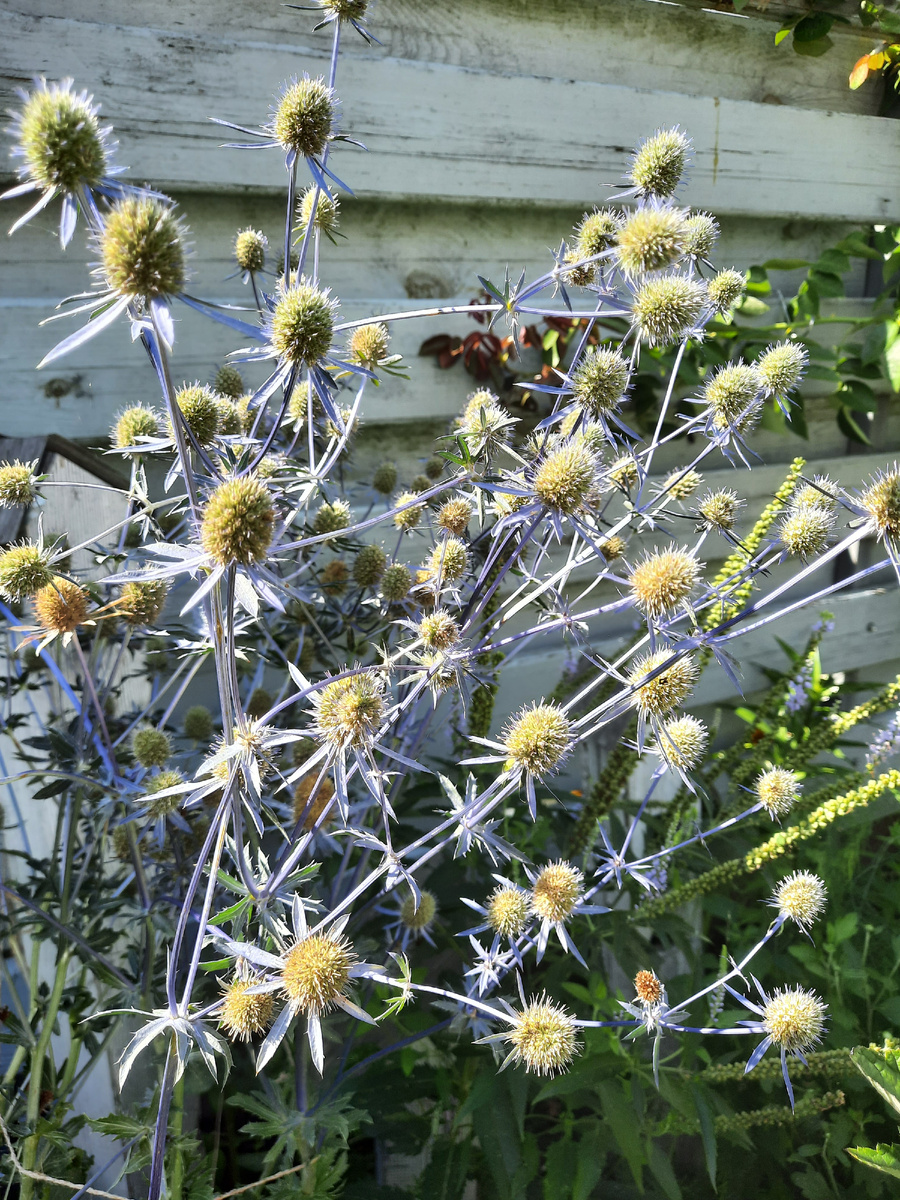 Синеголовник