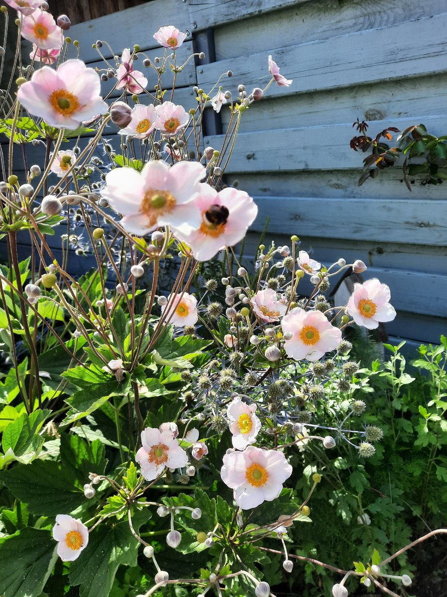 Почему анемона рядом с синеголовником? Потому что второго не знаю, куда и пристроить