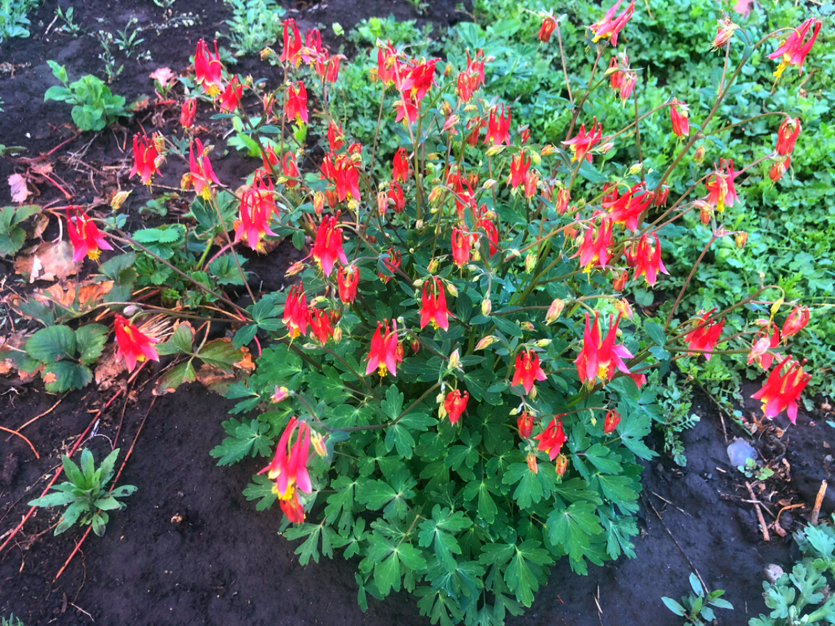 Вот такая красотка у меня была.Ярко-красые фонарики.  фото автора