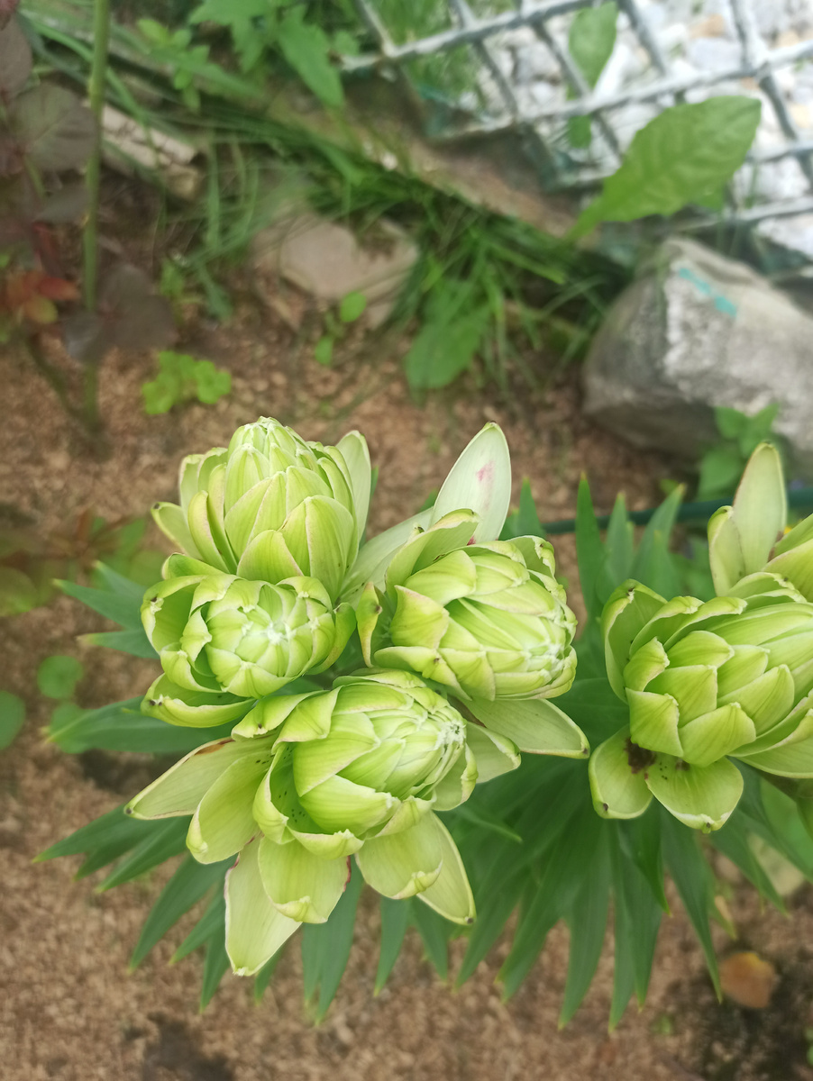 Зеленые артишоки