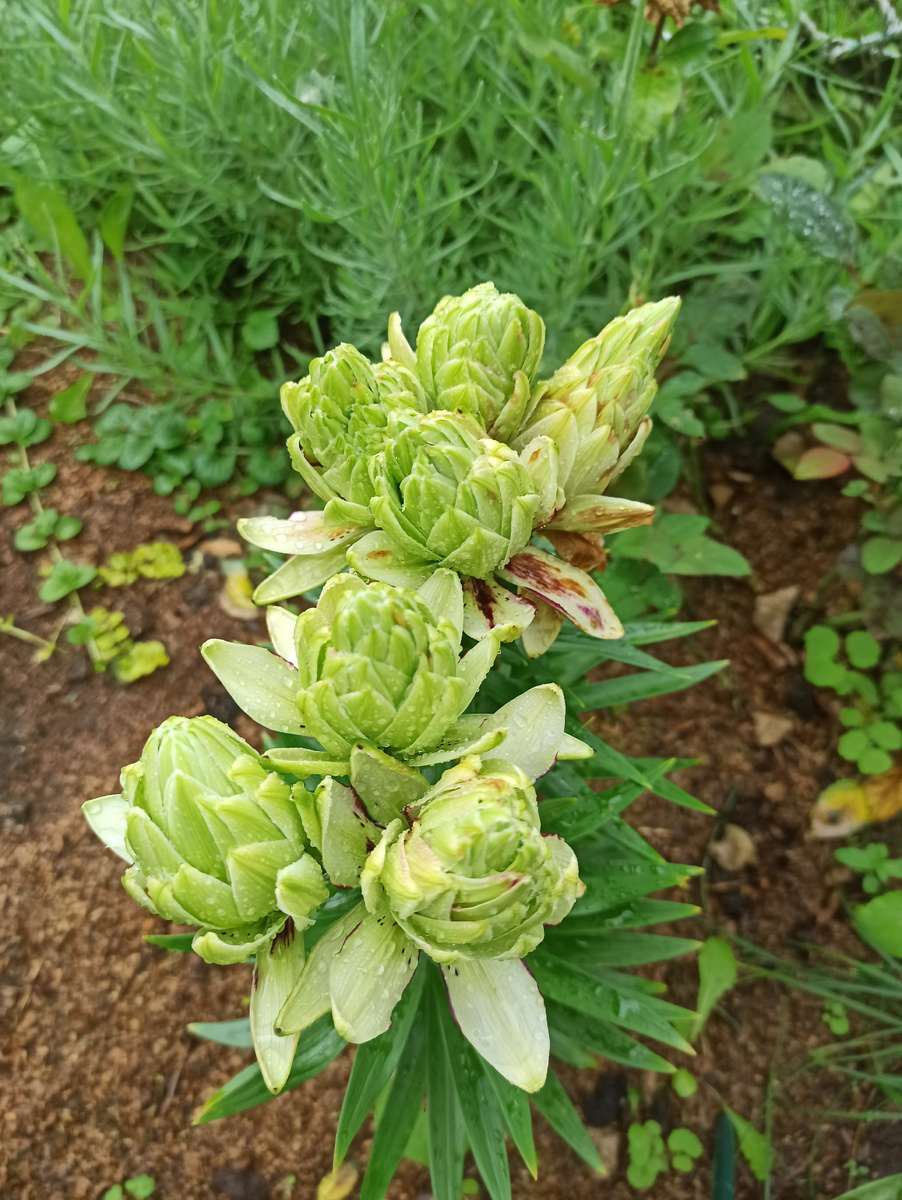 Это фото через неделю от первых видно как им лишняя влага не очень нравится.