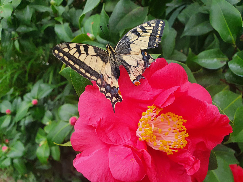 Бабочка-красавица залетела в окно в Твери. Ее сдали в ботанический сад